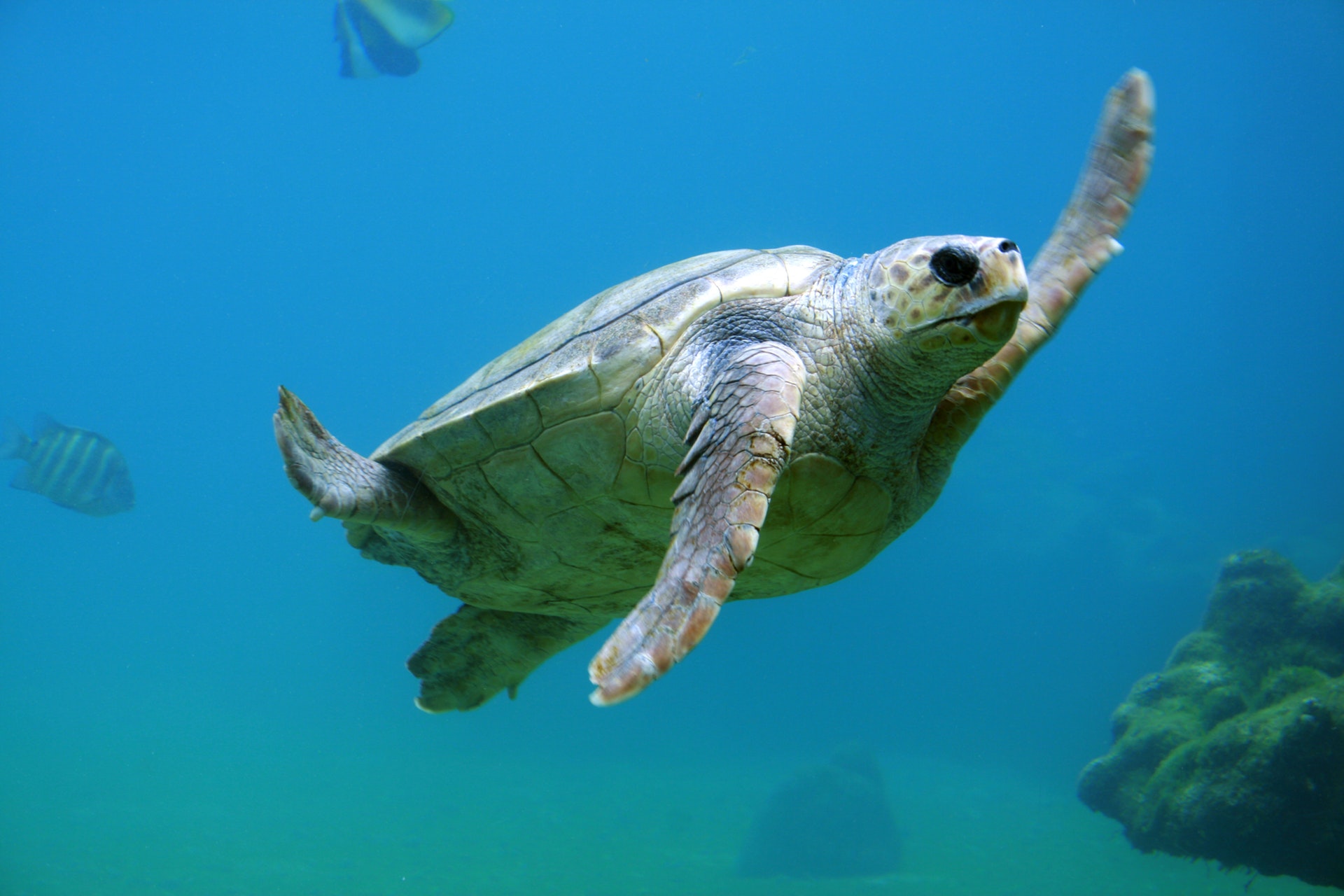 Sea turtle diving